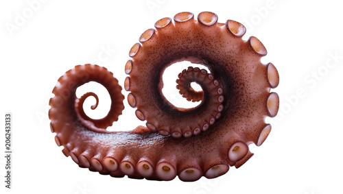 Photography Octopus tentacle curled with suckers visible