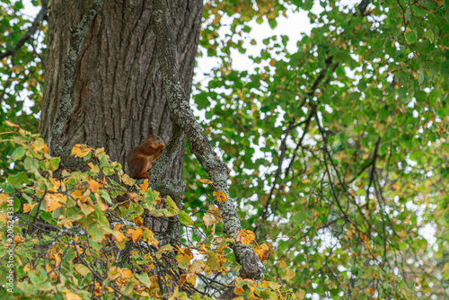 Squirrel climbs tree in autumn leaves during day