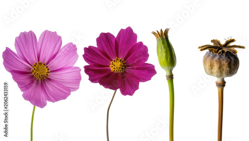 Photos Pink and magenta cosmos flowers green poppy bud, dried poppy seed head