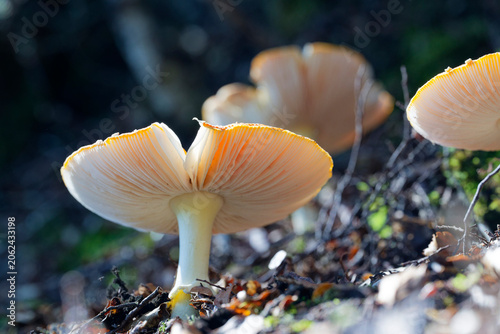 Bild auf Leinwand The gills, or underside of the Amanita muscaria mushroom