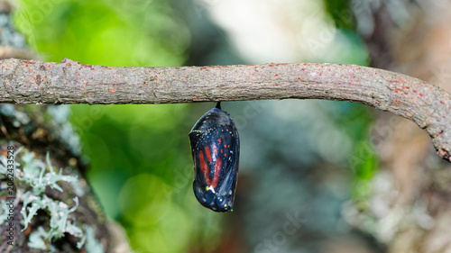 Canvastavla A monarch butterfly (Danaus plexippus) chrysallis has become transparent as it is nearly ready to hatch