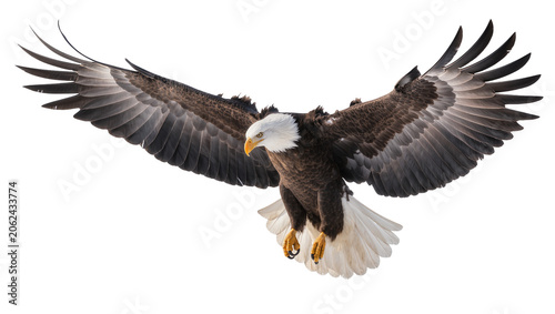 Photography Bald eagle with wings spread wide, flying forward