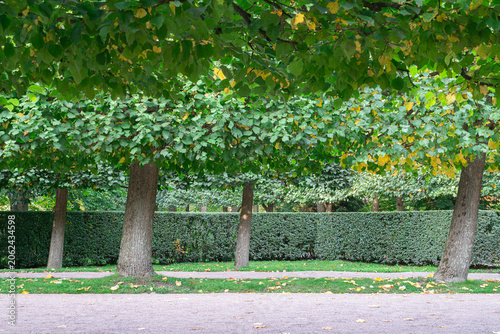 Trees and bushes in a garden during fall season