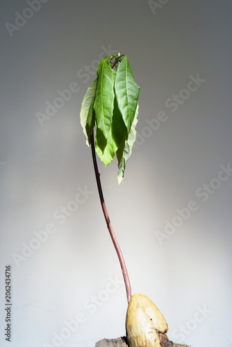 Foto Single avocado seedling exhibits severe leaf droop after transplantation into soil under natural light