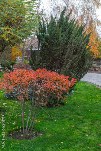 Garden scene with shrubs and grass during autumn