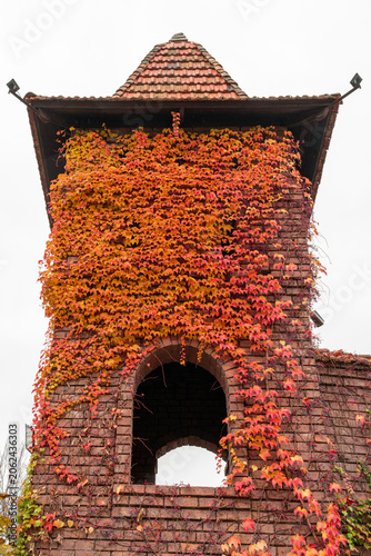 Old tower covered in ivy during fall season