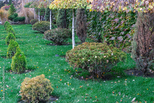 Garden scene with shrubs and trees in autumn