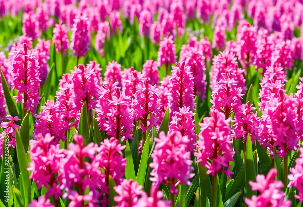 Obraz premium Vibrant pink hyacinths bloom densely in lush green garden on sunny day