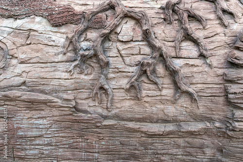 Tree roots extend over a textured stone surface