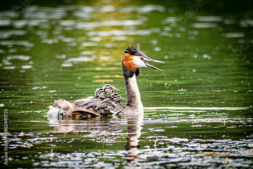 Great Crested Grebe Parent Carrying Chicks On Back In Green Lake A great crested grebe parent carries striped chicks on its back while swimming in a green freshwater lake during breeding season.