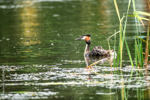 Great Crested Grebe Parent Carrying Chicks On Back In Green Lake A great crested grebe parent carries striped chicks on its back while swimming in a green freshwater lake during breeding season.