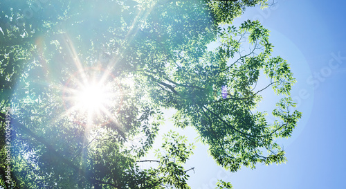 Konstfotografi 春、初夏、夏の晴天の森の木とさわやかな新緑の葉に太陽の強い日差しと木漏れ日　レンズフレア　夏休み・ゴールデンウィーク・観光・旅行・アウトドア・洗濯のイメージ背景