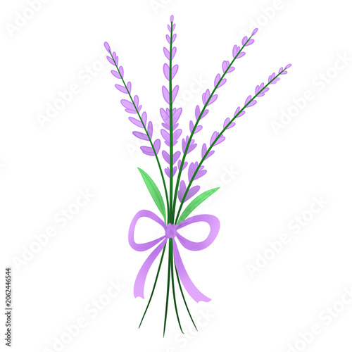 lavender flowers isolated 