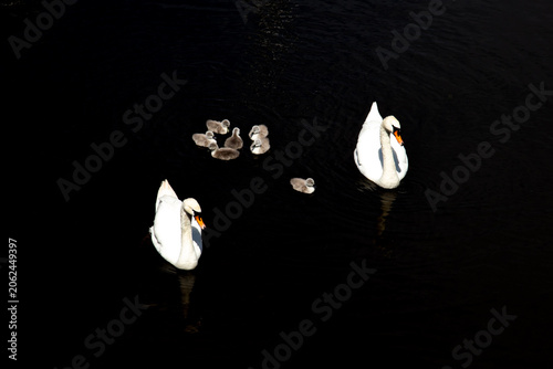 Fotografie Swans with cygnets