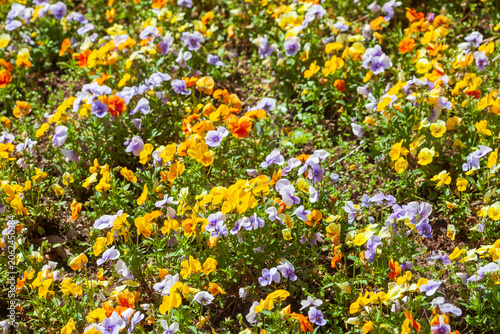 Bunt Blühende Horn-Veilchen (Viola cornuta) Blumen in einem Blumenbeet, Deutschland