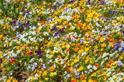 Bunt Blühende Horn-Veilchen (Viola cornuta) Blumen in einem Blumenbeet, Deutschland