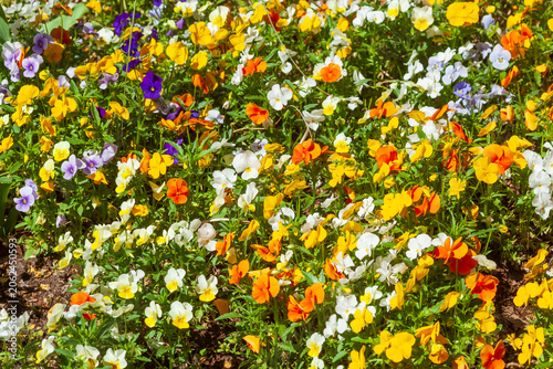 Bunt Blühende Horn-Veilchen (Viola cornuta) Blumen in einem Blumenbeet, Deutschland