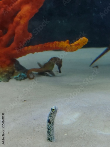 Minimalist underwater life featuring a curious spotted garden eel emerging from the white sand, with a graceful seahorse swimming near vibrant orange coral in the background.