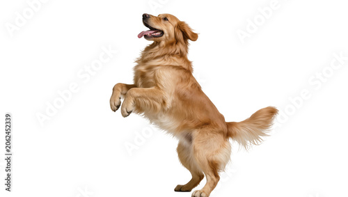 Photography Golden Retriever dog standing on hind legs with tongue out