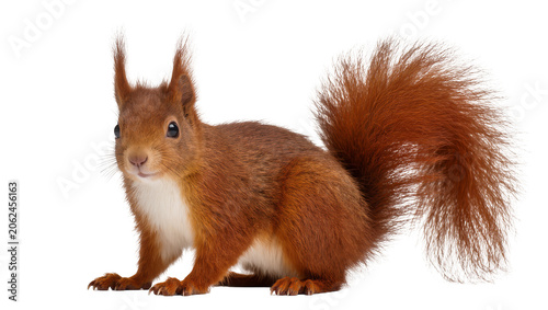 Принти на полотні Red squirrel with bushy tail and white chest fur