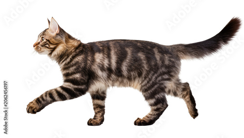 Photos Tabby cat walking with striped fur and alert ears