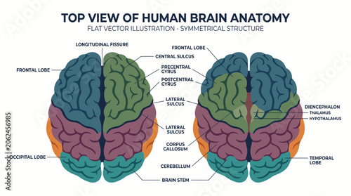 Bild auf Leinwand Detailed top view of human brain anatomy.