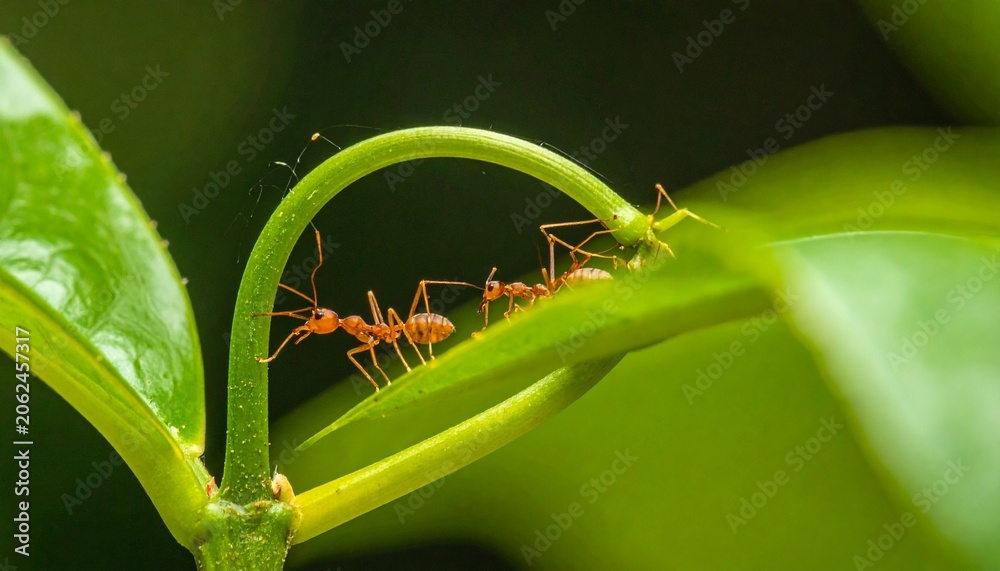 Naklejka premium ants on a green leaf stem.