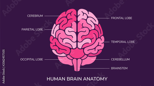 Tableau sur toile Detailed illustration of human brain anatomy.