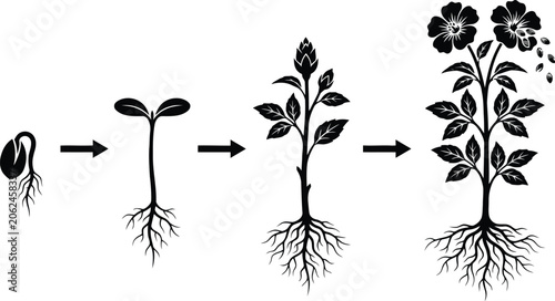 Artistic: Monochromatic life cycle of a plant illustration with roots, stems, leaves, and blossoms