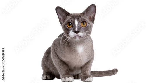 Tablou pe pânză Gray Burmese cat with yellow eyes sitting