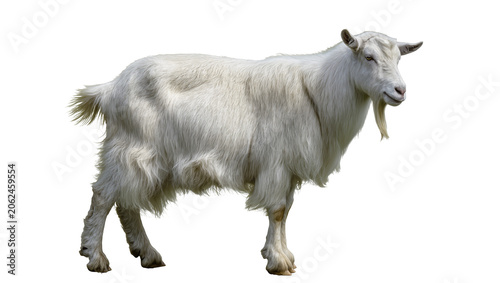 Cuadro en lienzo White goat with long shaggy fur and beard