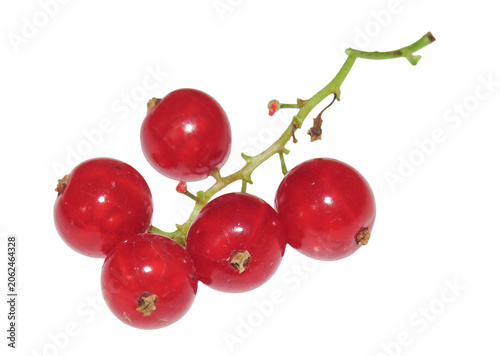 Red currants isolated on white background