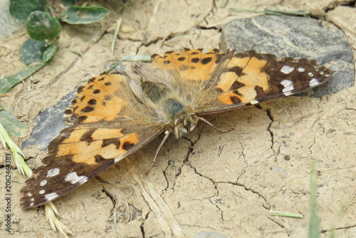 Painted lady butterfly. Vanessa cardui