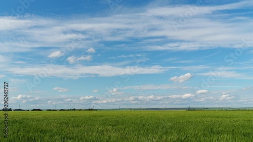 Time lapse video of lush green wheat field swaying in the wind under a bright blue sky with drifting white clouds. Beautiful summer agricultural landscape and rural nature scenery