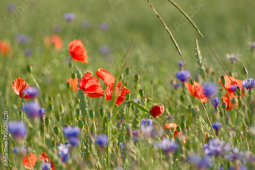 Common poppies and cornflowers flowering in a wildflower meadow