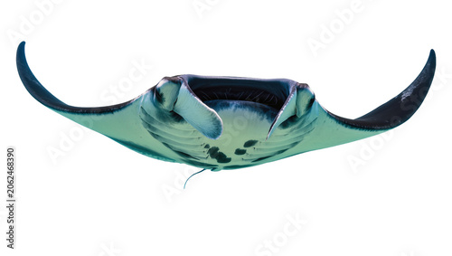 Manta ray swimming with wings spread wide