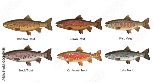 Fényképezés Collection of various trout fish species for angling