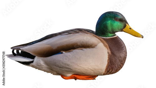 Mallard duck male with green head and yellow beak