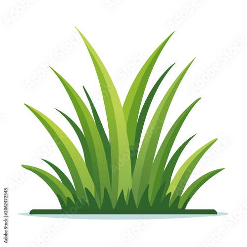 Snake plant top view isolated on transparent background