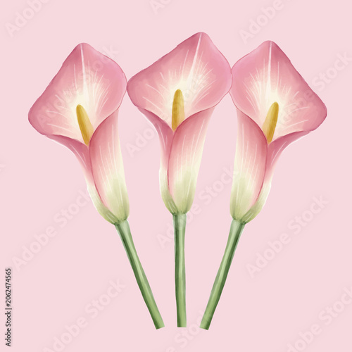 Elegant Pink Calla Lily Flower Vector Illustration Isolated
