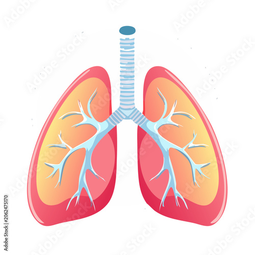 Flat design illustration of human lungs