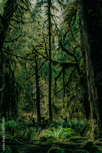 Fotografía Tangled Mossy Branches in a Pacific Northwest Rainforest