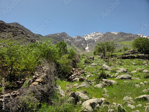 Obraz na plátně Green orchard trees and boulders scattered across a rocky mountain slope, with patchy snow lingering on distant peaks under clear skies