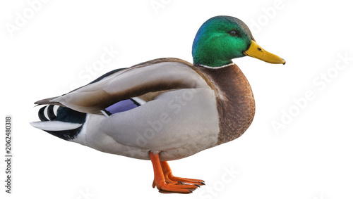 Photos Mallard duck male with green head and yellow beak