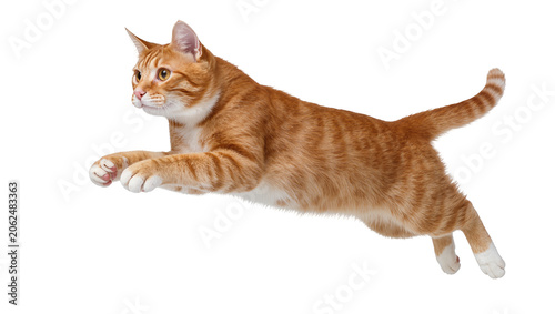 Fotografie Orange tabby cat jumping with paws extended
