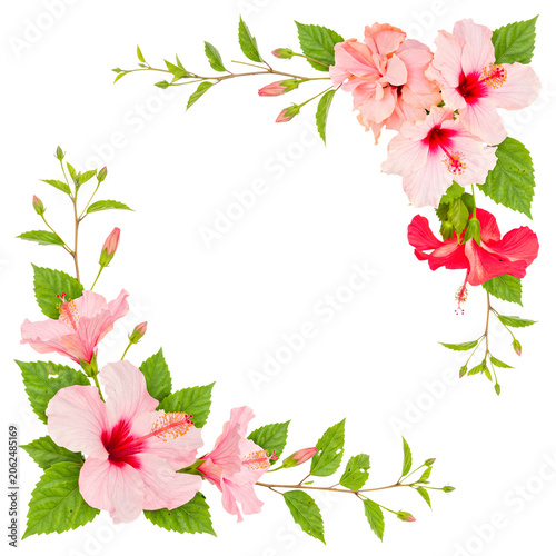 Tropical hibiscus flower border, featuring pink and red blossoms with green leaves, isolated on transparent.