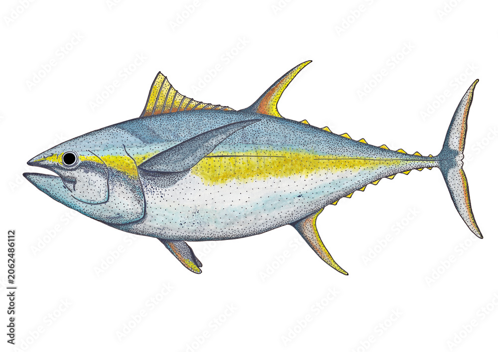 Naklejka premium Handdrawn Thunfish Thunnus albacares on white background