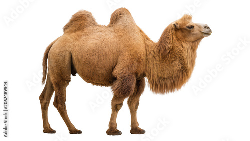 Photos Dromedary camel with one hump tan fur, standing profile view