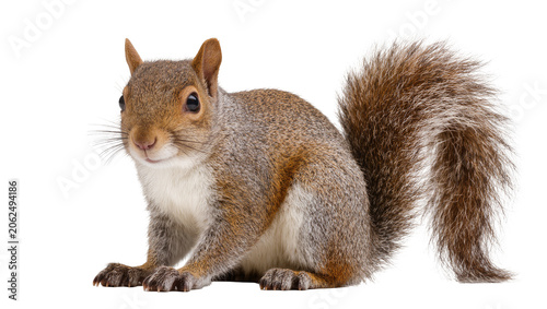 Obraz na plátne Grey squirrel with bushy tail sitting on white
