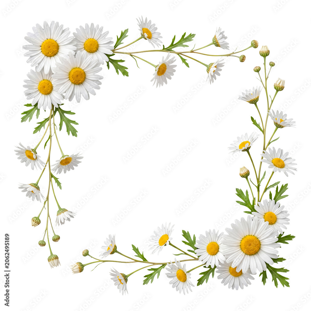 Fototapeta premium Beautiful white daisy flowers with yellow centers and green leaves arranged in a decorative corner on transparent.